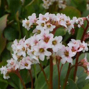 Bergenia 'Bressingham White' ---